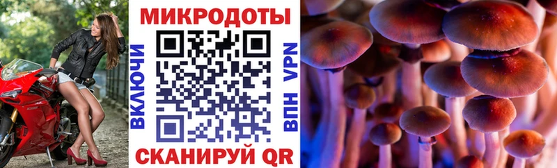 Псилоцибиновые грибы Psilocybe Мышкин
